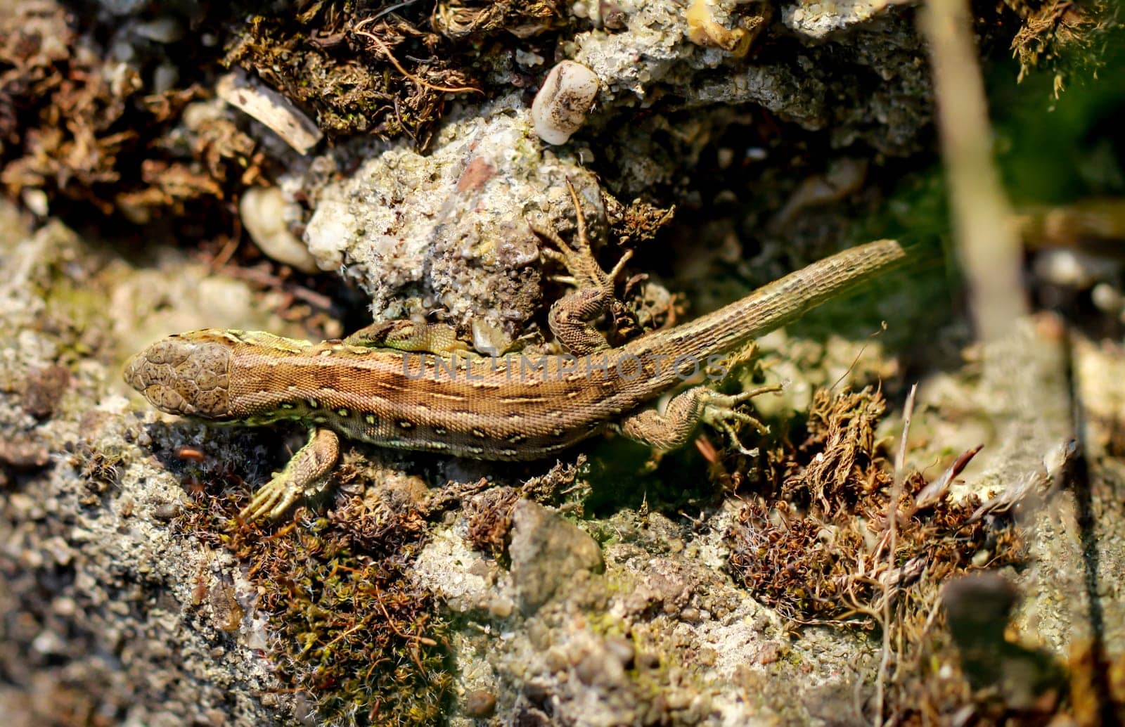 Close-up of a fence lizard sunbathing on a stone.