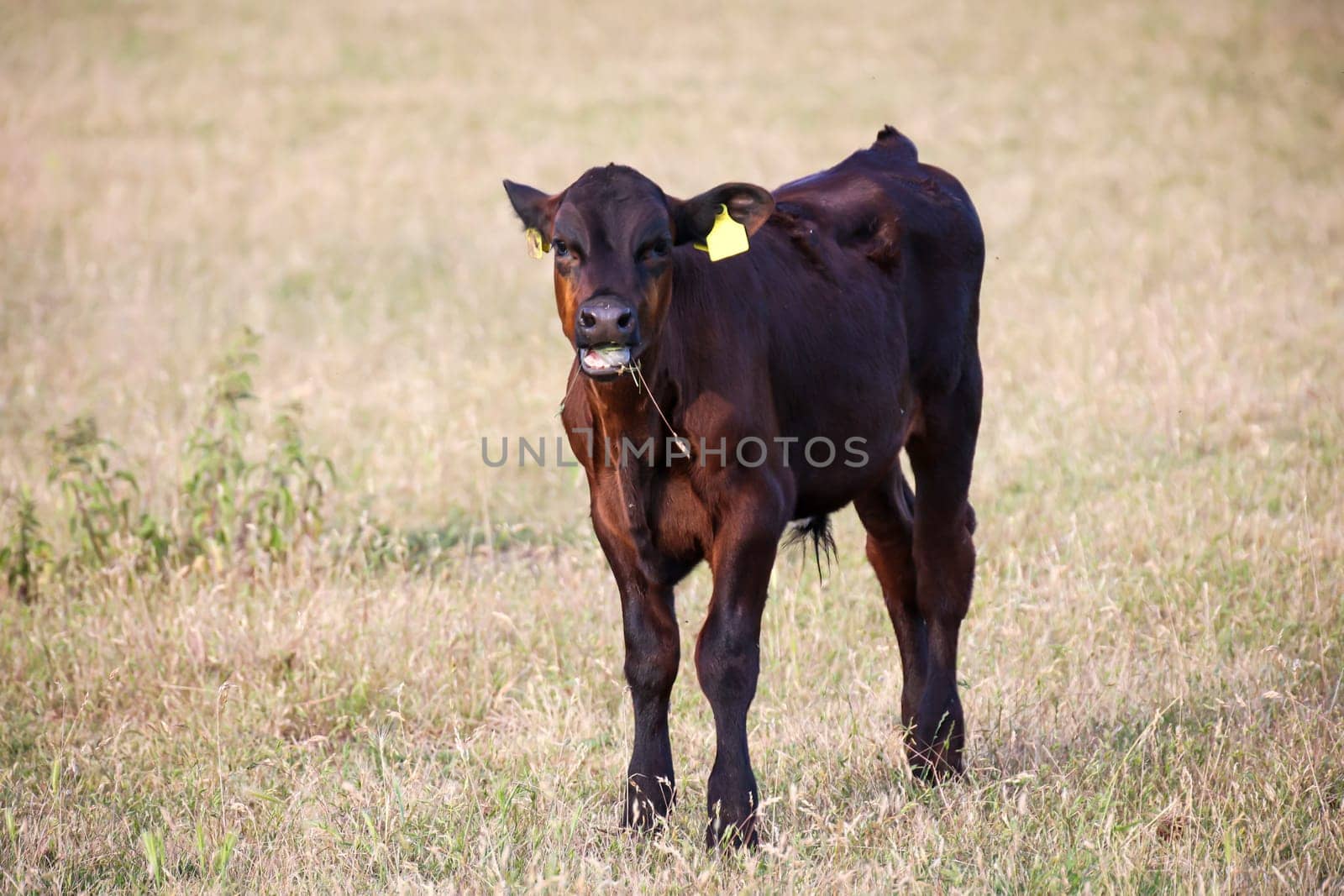 A young cow grazing in a pasture.