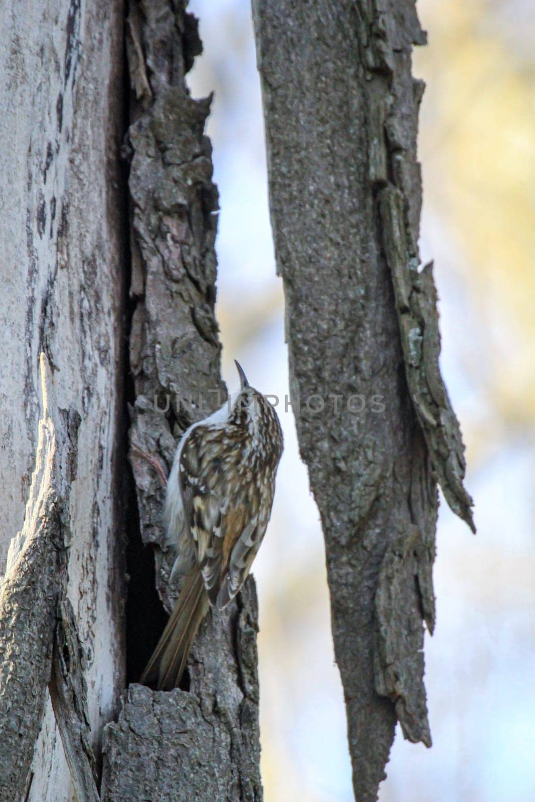 A garden treecreeper, Certhia brachydactyla brings nesting material to the nest box.