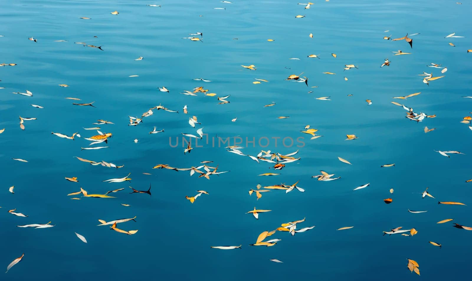 Fallen bright yellow leaves floating on the turquoise calm surface of the lake. Natural autumn background with copy space.