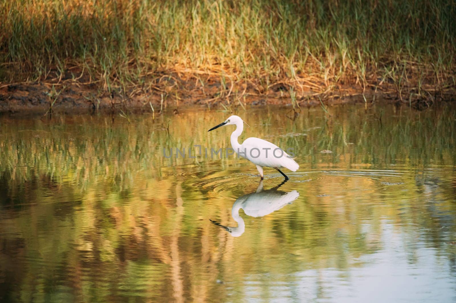 Goa, India. White Little Egret Catching Fish In River Pond.