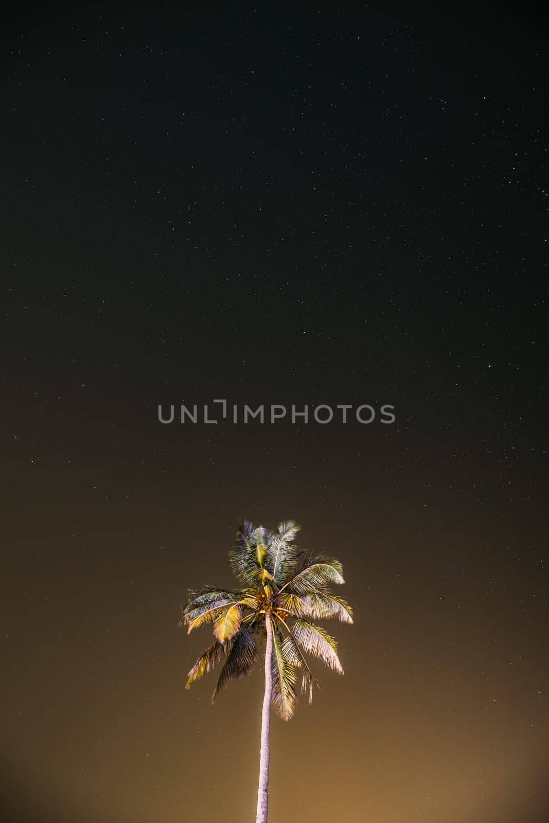Goa, India. Real Night Sky Stars. Coconut Tree Palm On Background Of Natural Starry Sky.