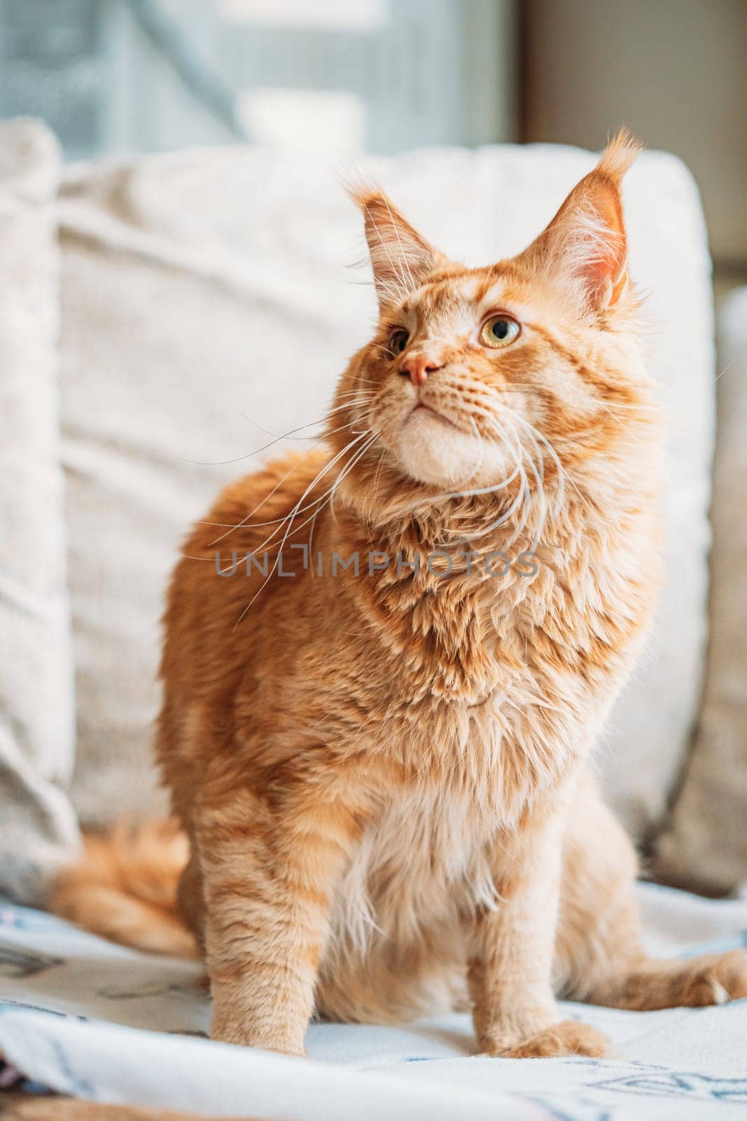 Funny Curious Red Ginger Maine Coon Cat Sitting At Home Sofa. Coon Cat, Maine Cat, Maine Shag.