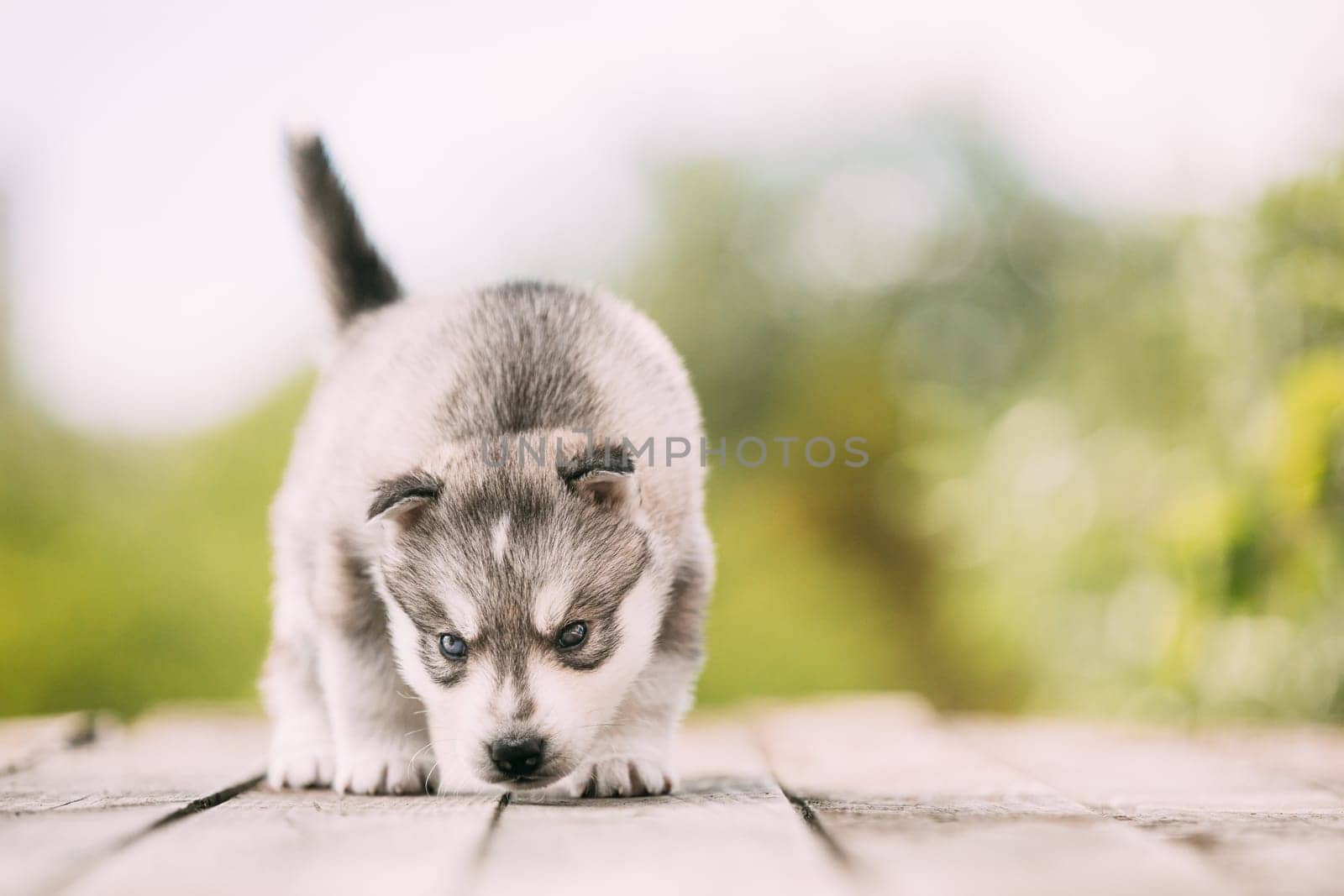 Four-week-old Husky Puppy Of White-gray Color Sitting On Wooden Ground And Sniffs It.