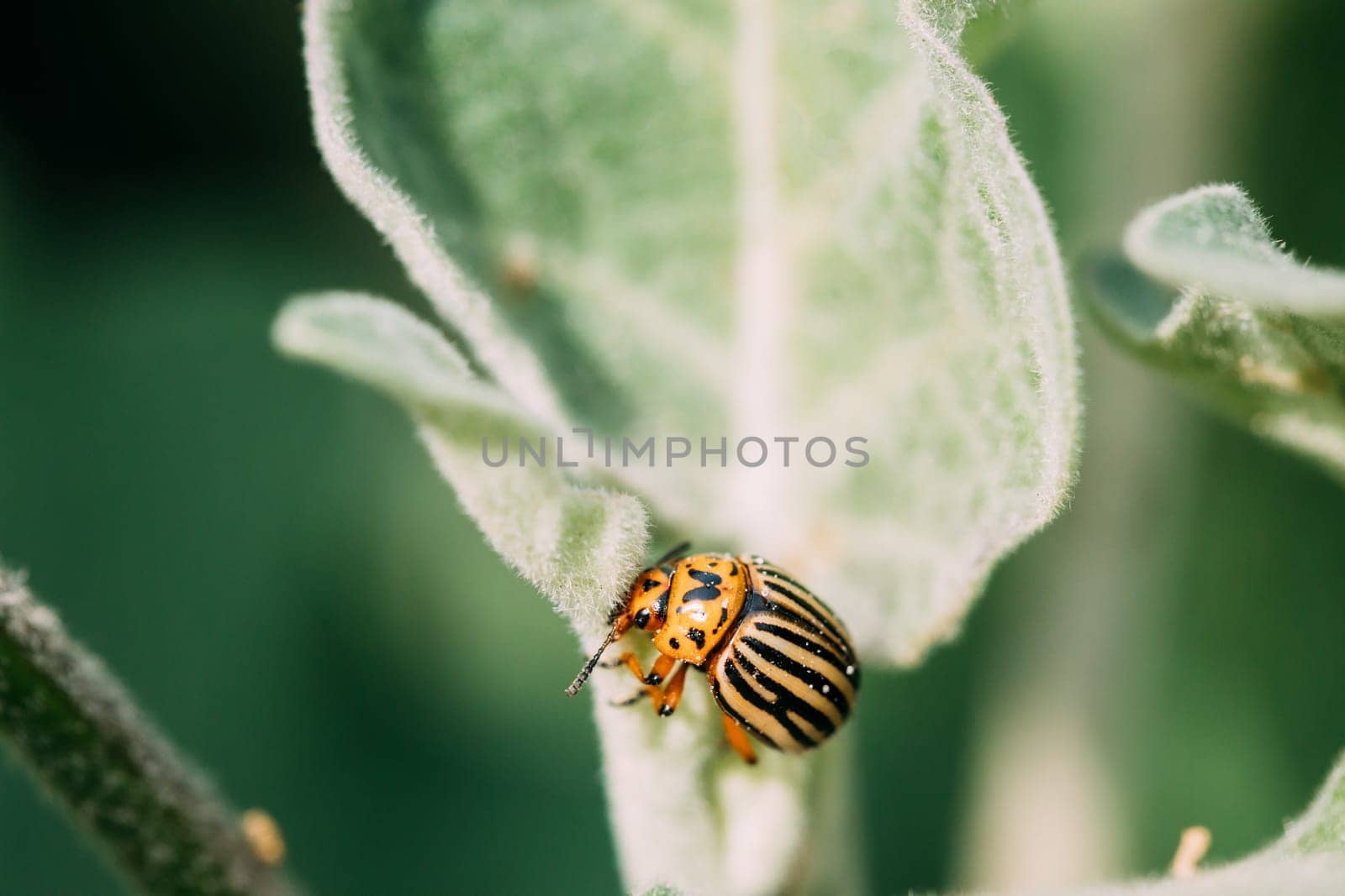 Colorado Striped Beetle - Leptinotarsa Decemlineata. This Beetle Is A Serious Pest Of Potatoes.