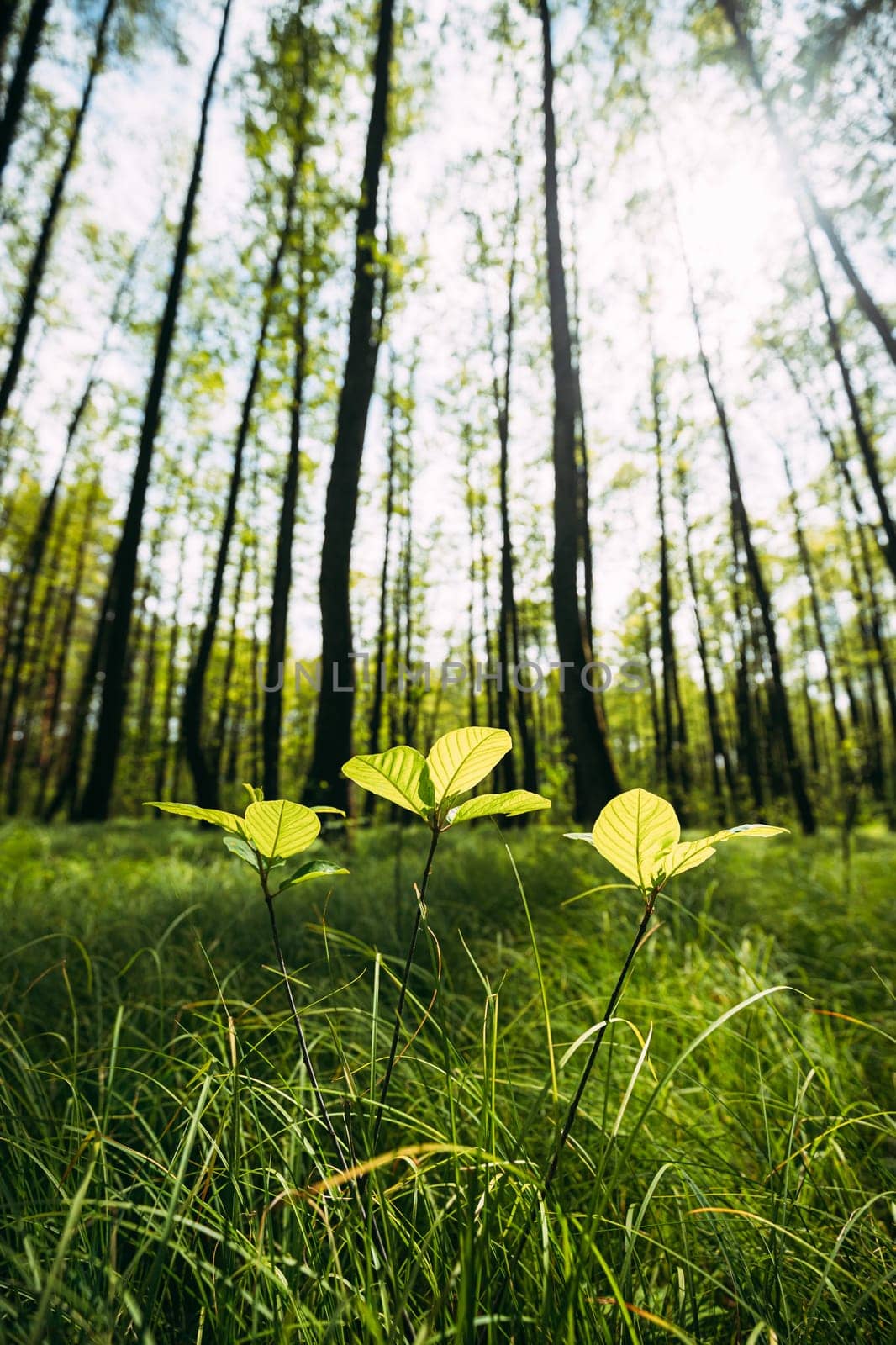 Growing Small Young Spring Sprigs Green Trees. Summer Sunny Day. Wide Angle.