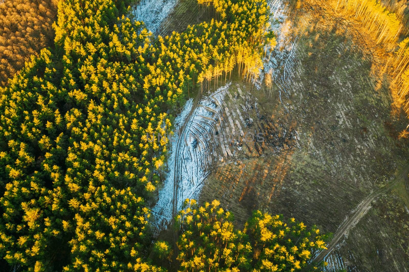 Aerial View Of Coniferous Trees Green Forest In Landscape At Early Spring. Pine Forest In Deforestation Area Landscape. Drone View. Bird's Eye View.
