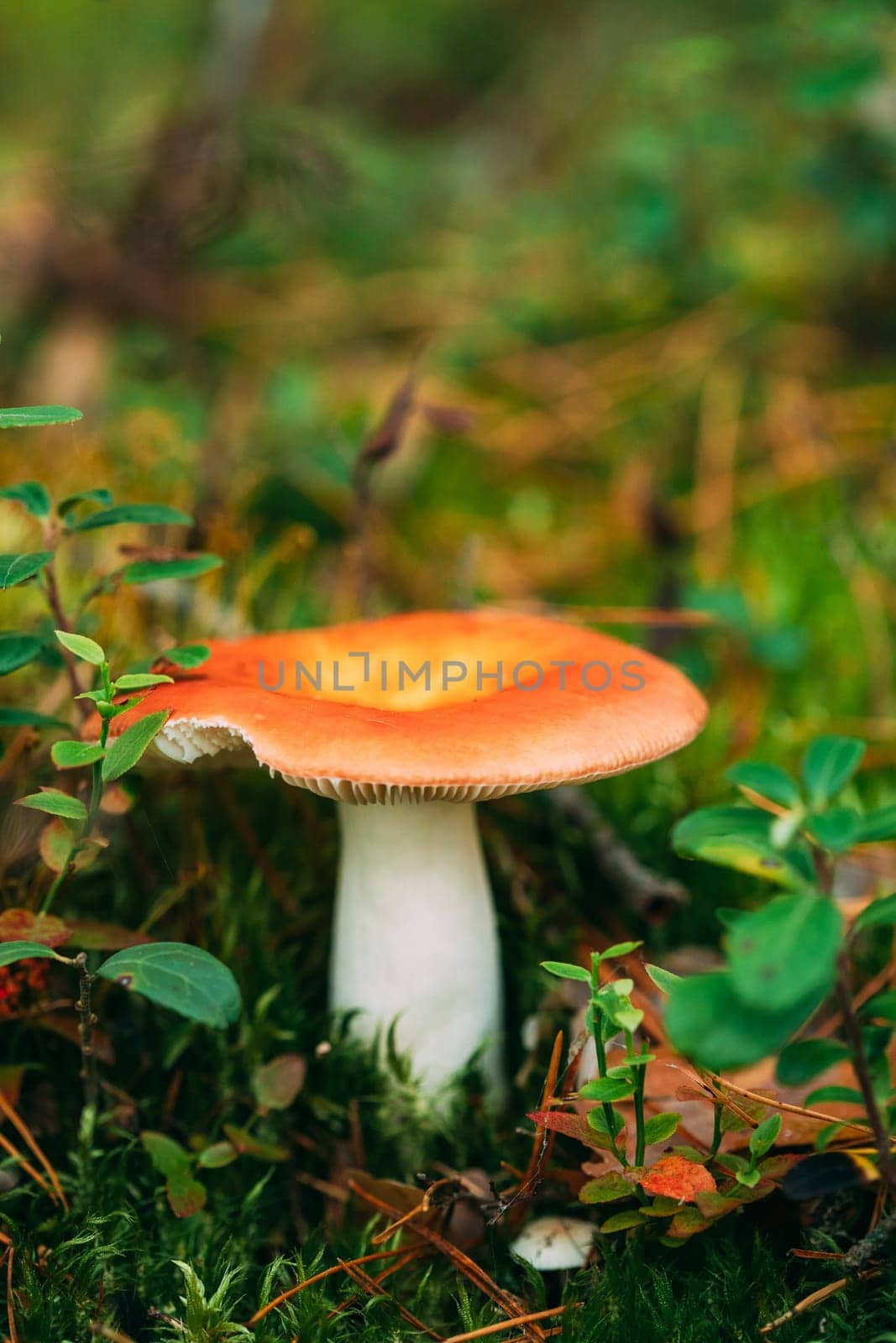 Mushroom Russula emetica - sickener, emetic russula, or vomiting russula. Autumn Forest. Conditionally edible fungus. Belarus, Europe.