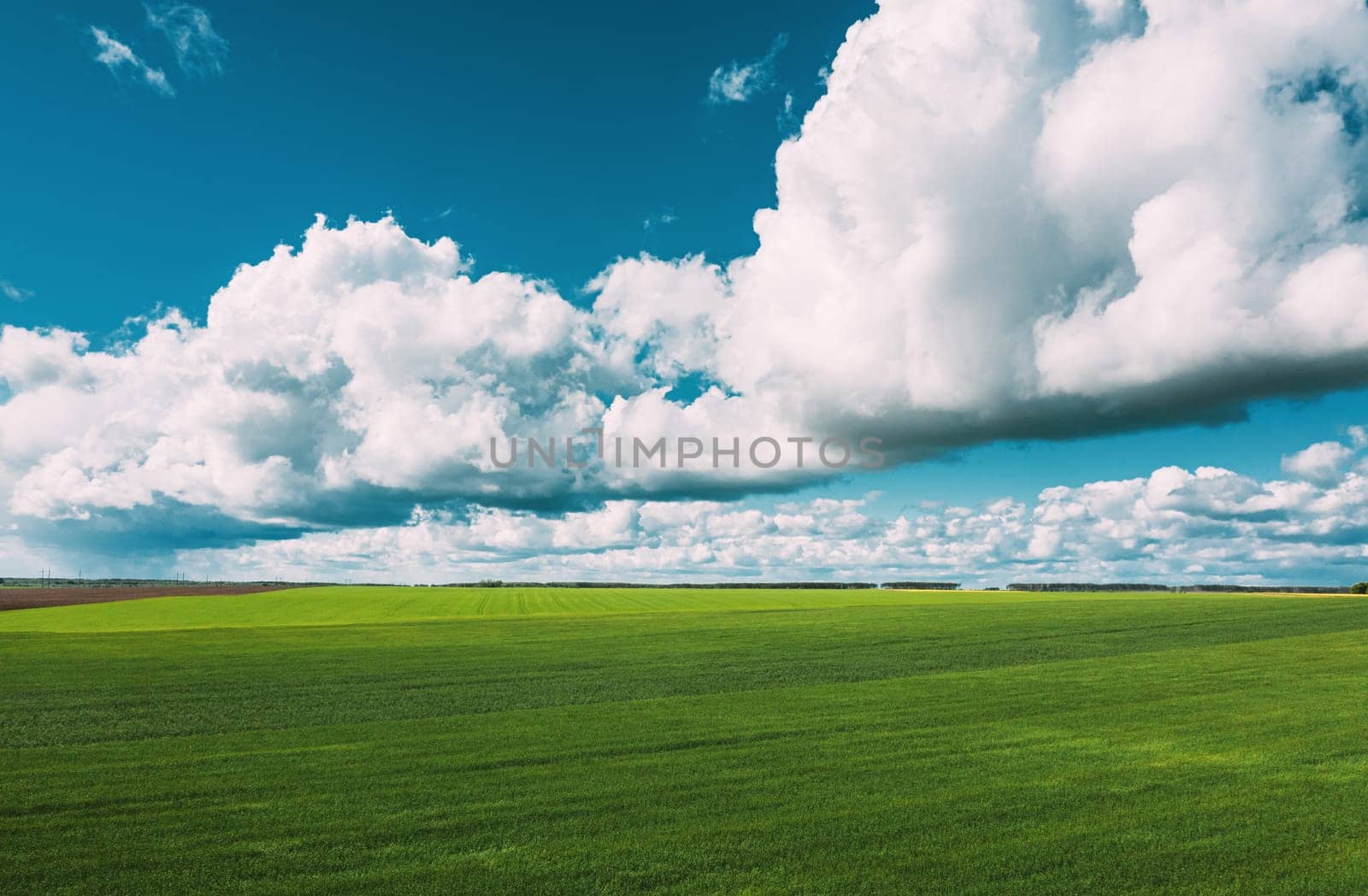 Countryside Rural Green Field Landscape With Young Wheat Sprouts In Spring Summer Cloudy Day. Agricultural Field. Young Wheat Shoots. Aerial View.