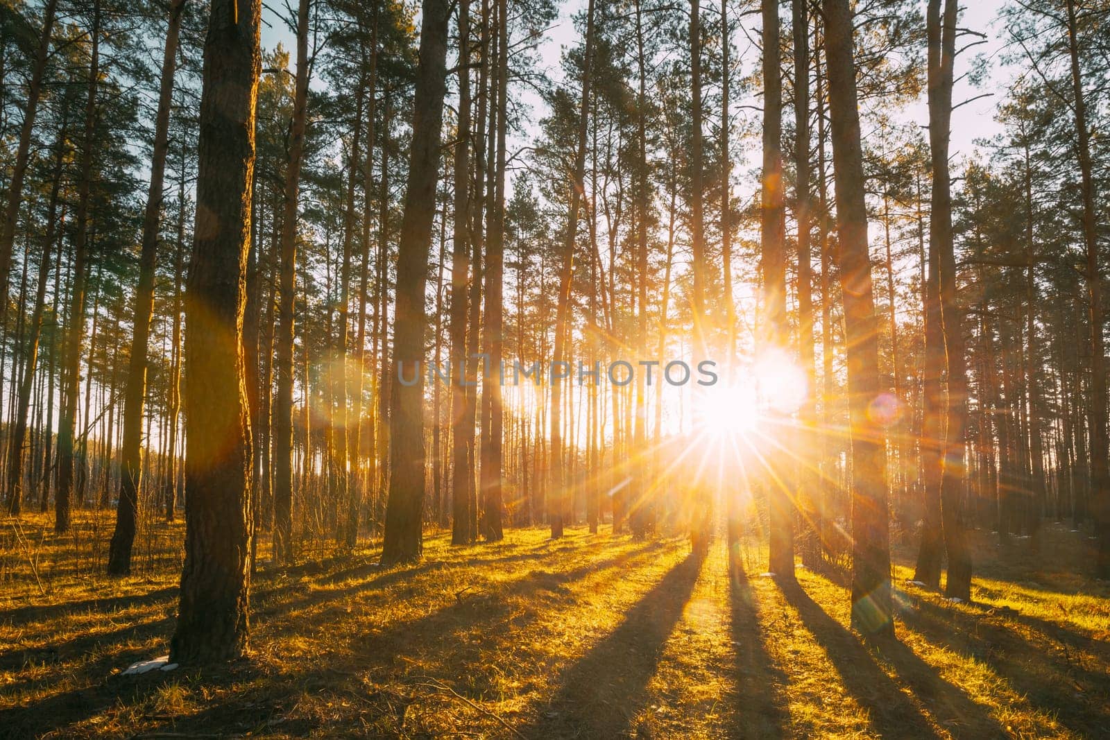 Beautiful Sunset Sunrise Sun Sunshine In Sunny Spring Coniferous Forest. Sunlight Sunbeams Through Woods In Forest Landscape.