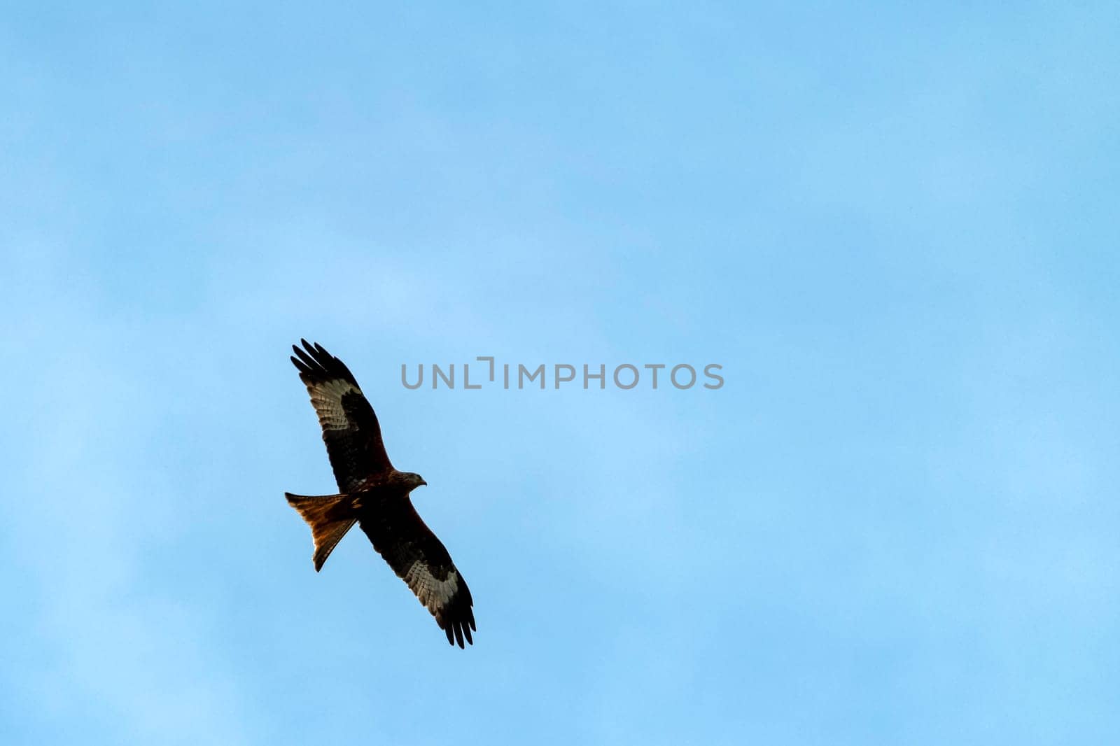 Flying red kite (Milvus milvus) on British sky