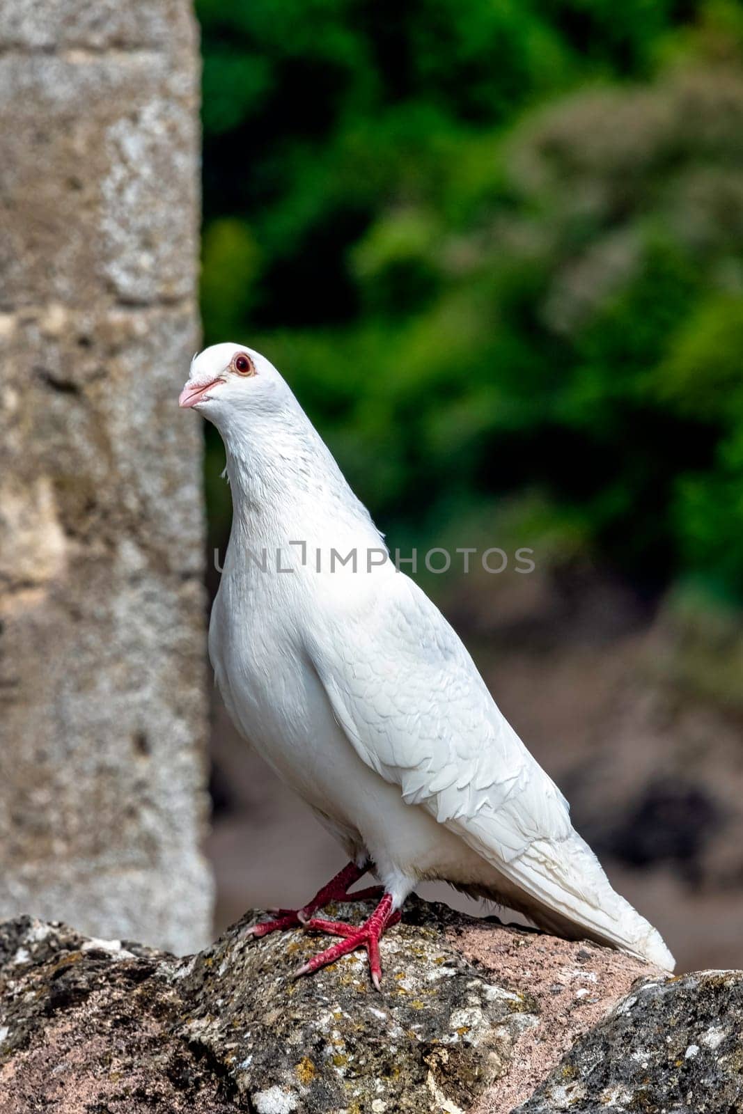 Wild white pigeon on the wall in Chepstow, Monmouthshire, Wales, United Kingdom