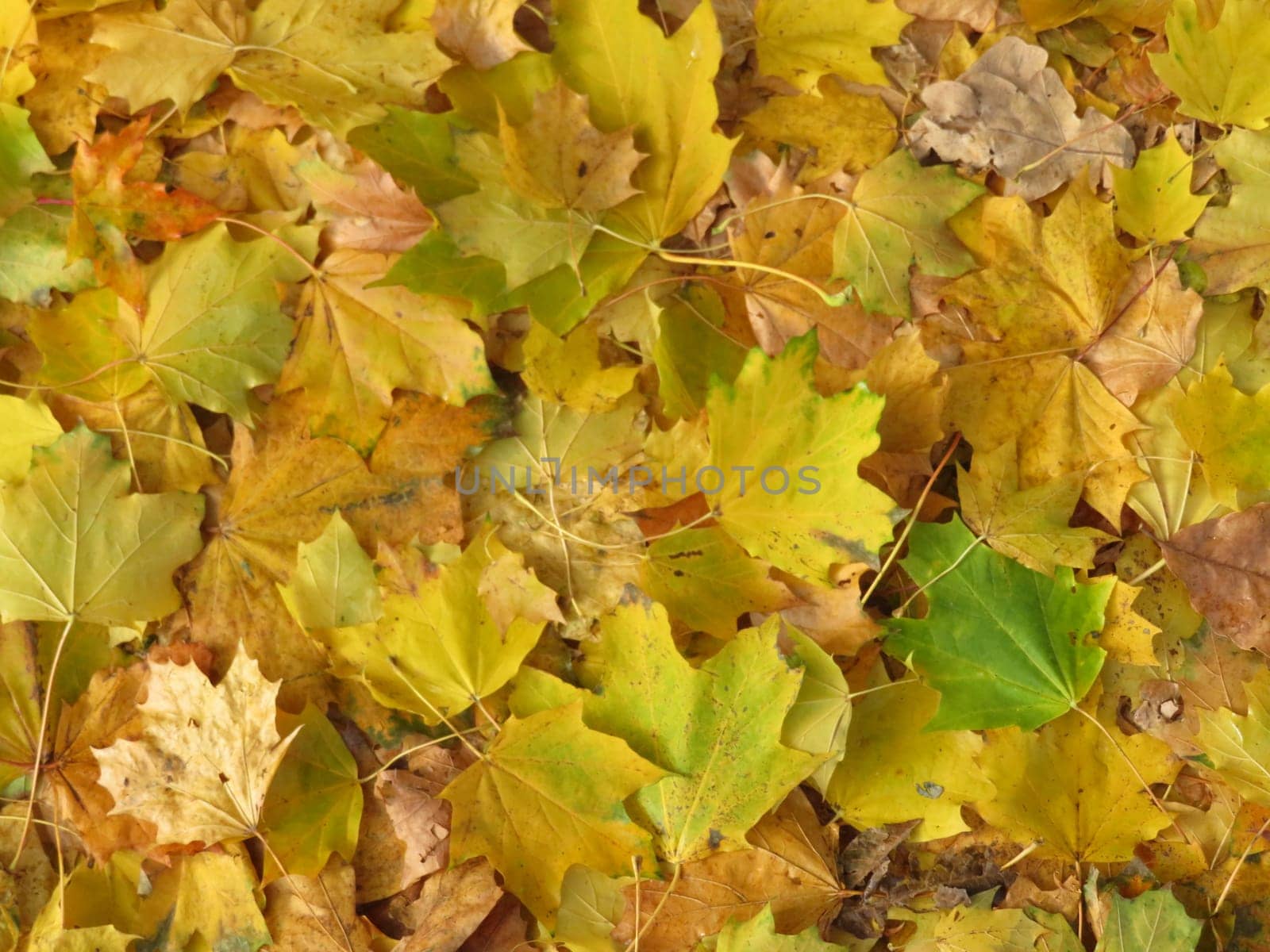 dried leaves fallen from the trees you make a nice carpet of colors