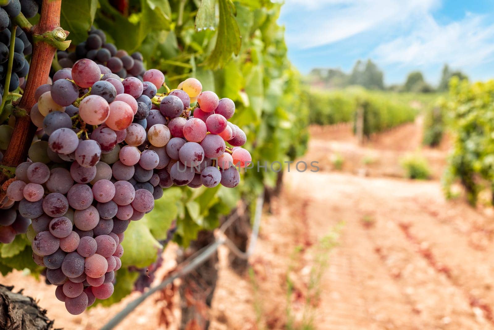 Veraison in a vineyard. Bunches of grapes with berries that begin the ripening phase. Traditional agriculture. Sardinia.