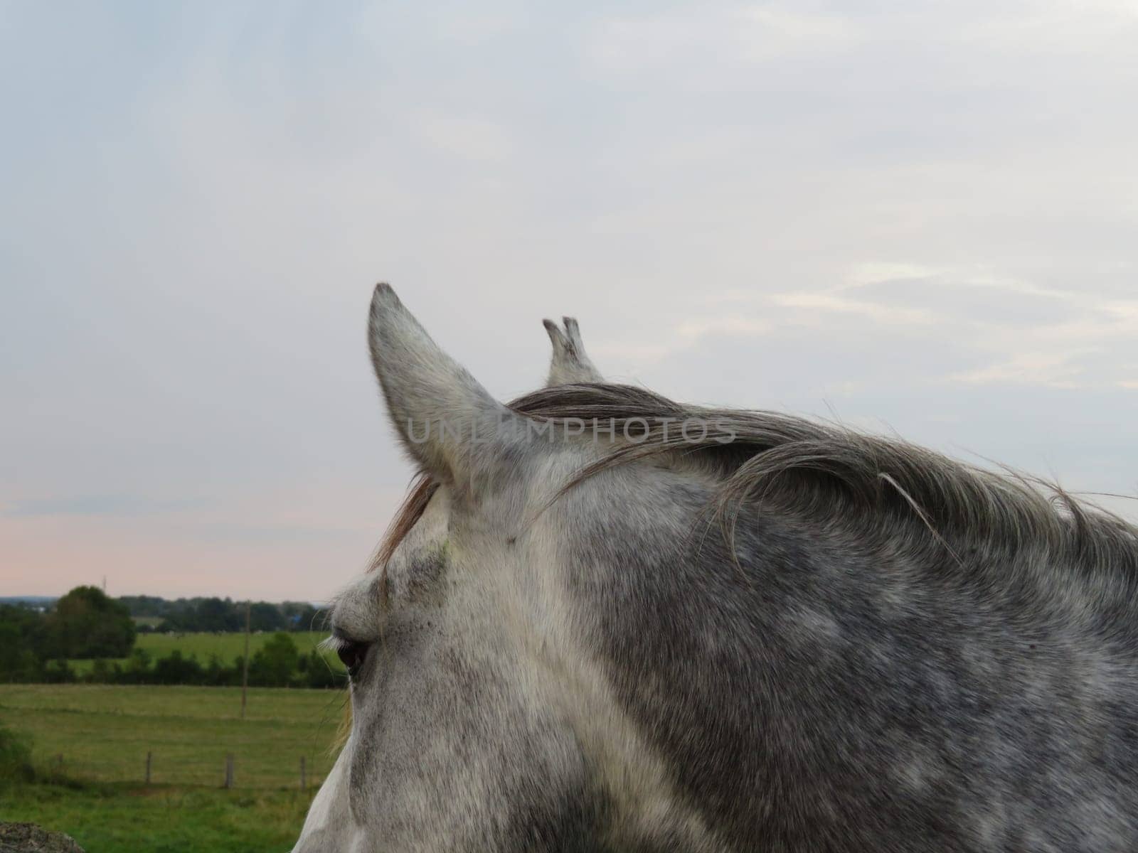 beautiful domestic animal ride walk training high speed