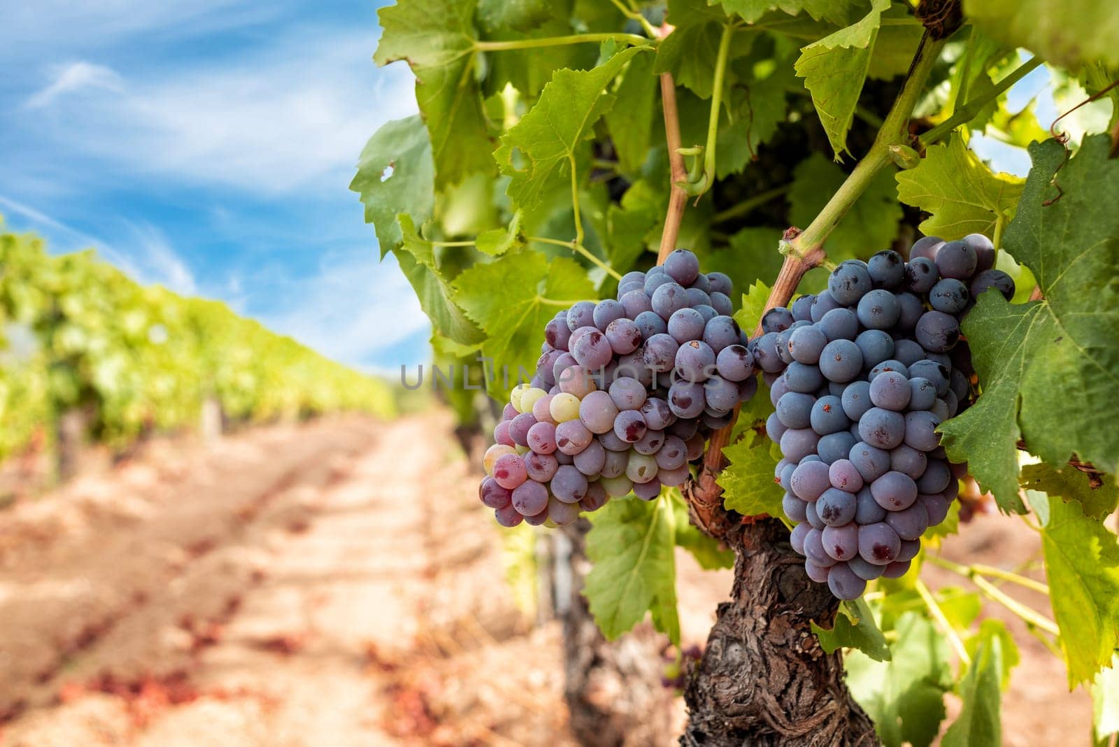 Veraison in a vineyard. Bunches of grapes with berries that begin the ripening phase. Traditional agriculture. Sardinia.