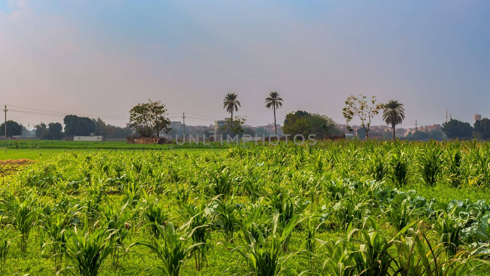 Green meadow, blue sky with few clouds and few trees and palms at the far end at an Egyptian village