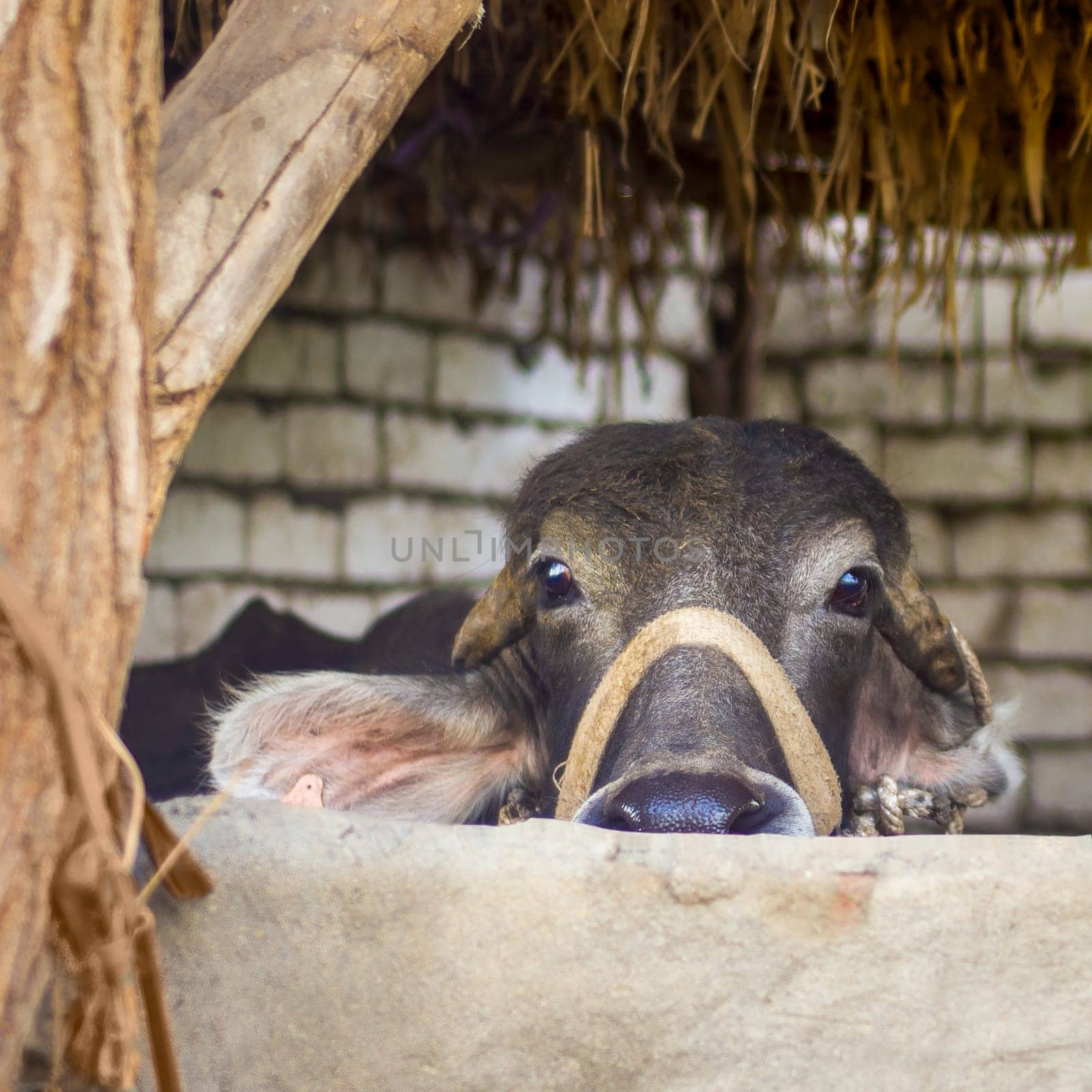 Closeup face of Egyptian grey buffalo in stockyard at traditional Egyptian village