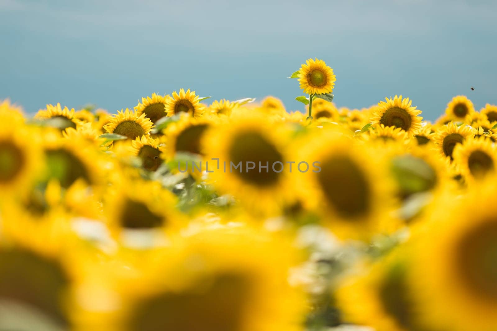 Standing out from the crowd concept. Wonderful panoramic view of field of sunflowers by summertime. One flower growing taller than the others