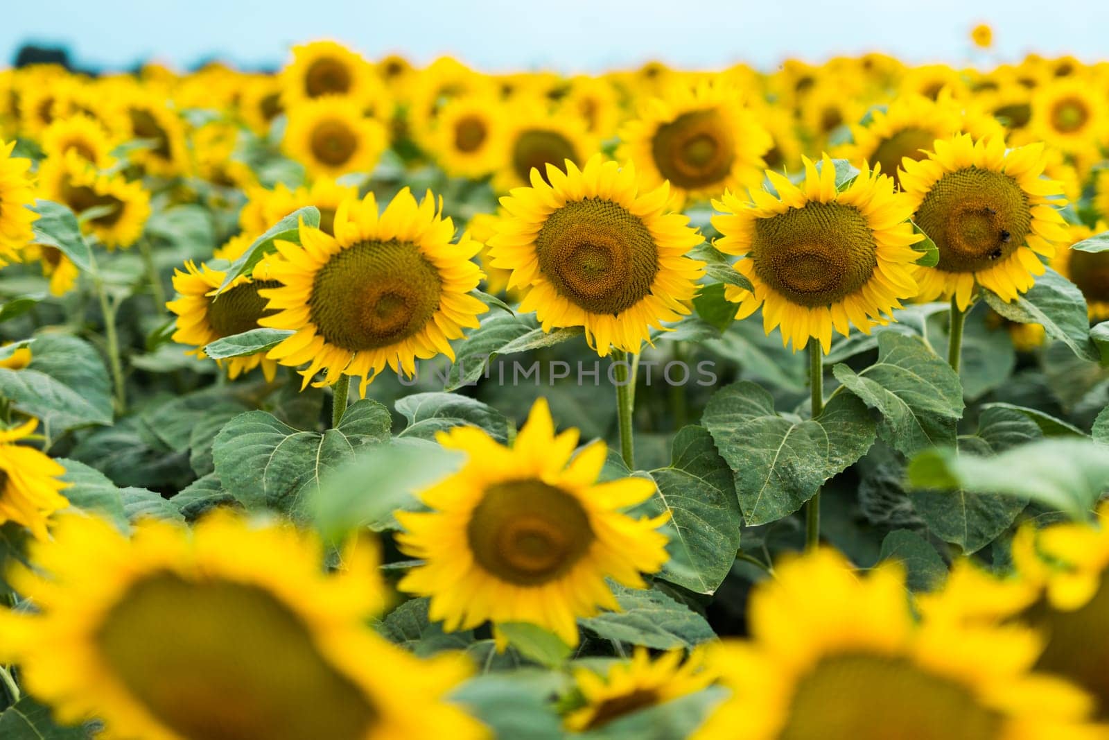 Wonderful panoramic view of field of sunflowers by summertime.