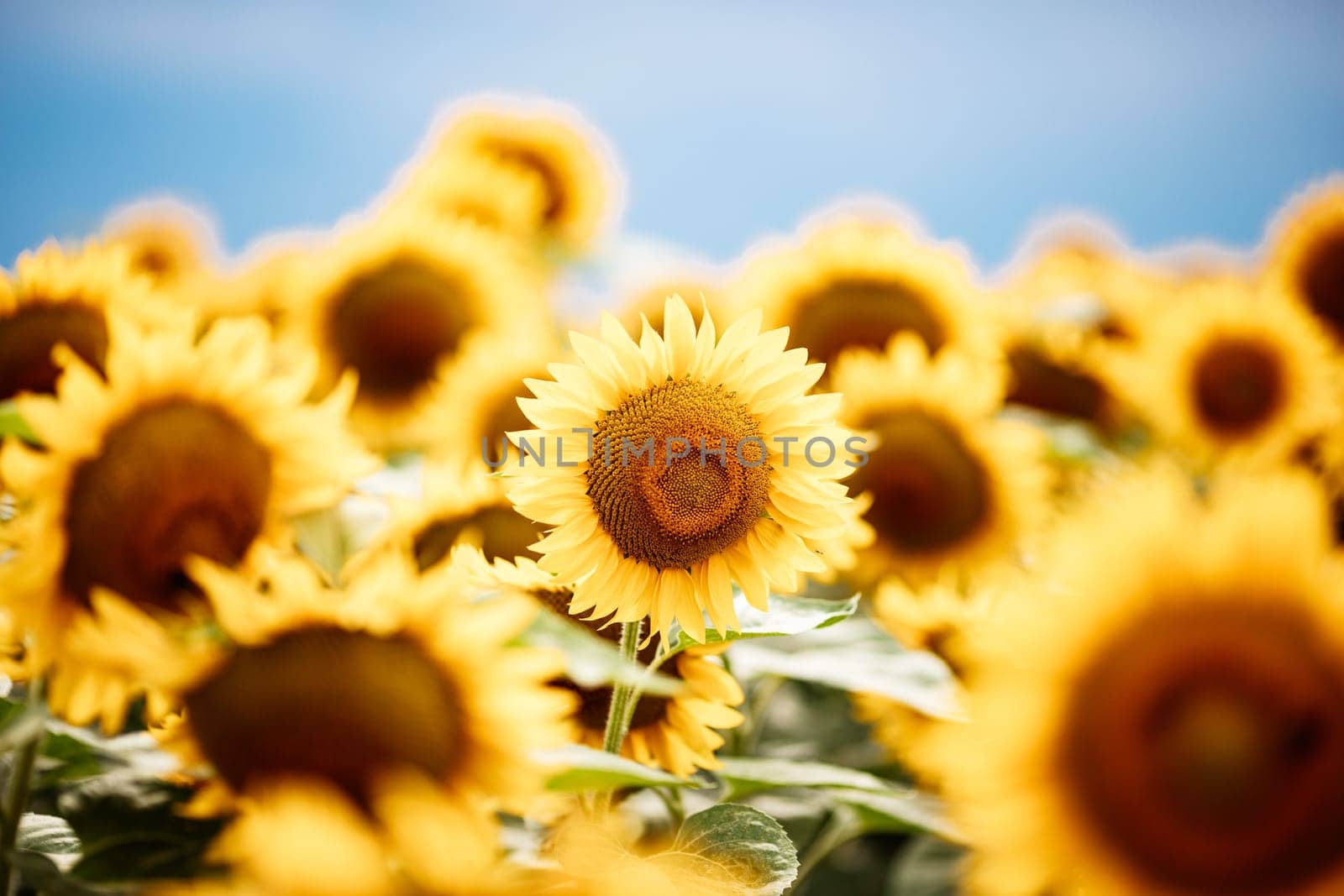 Wonderful panoramic view of field of sunflowers by summertime.