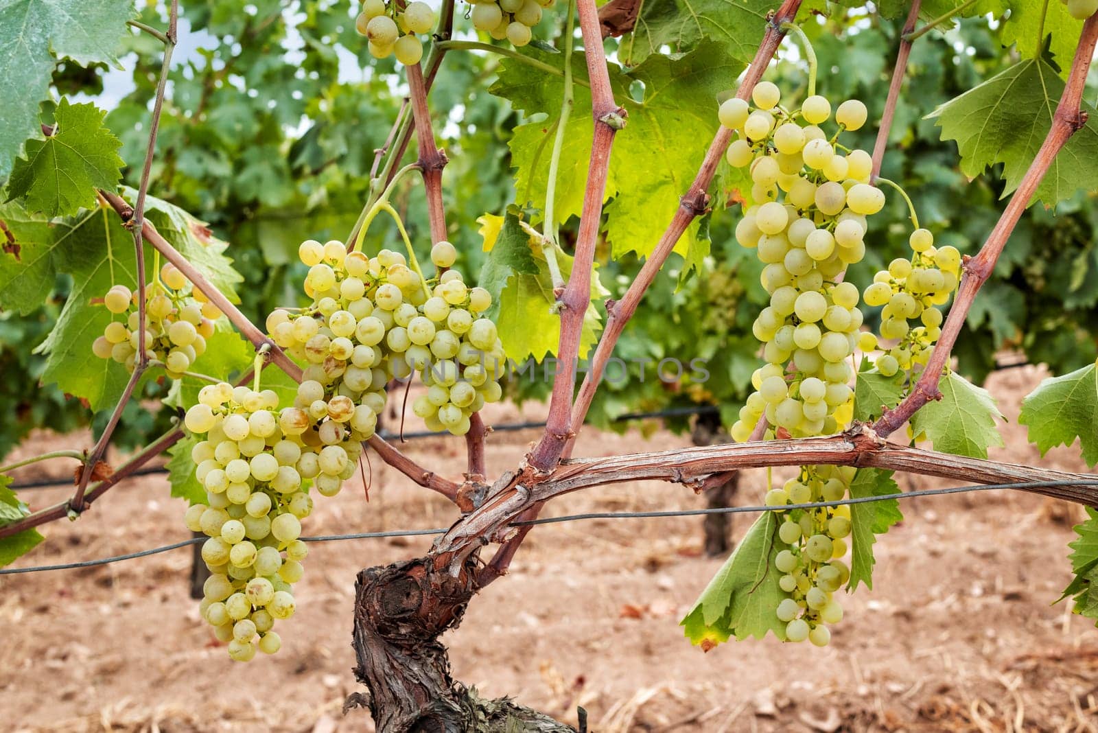 Vermentino grapes. Bunches of white grapes with ripe berries ready for harvest. Traditional agriculture. Sardinia.