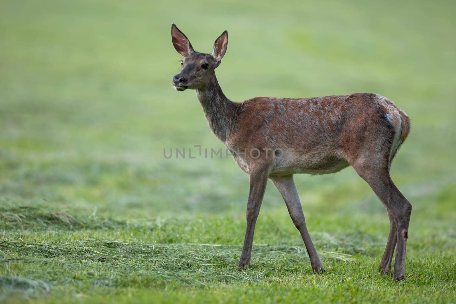 Red deer, cervus elaphus, female looking on cut grassland in summer. Wild hind standing on mowed field in summertime. Brown mammal observing on green meadow.