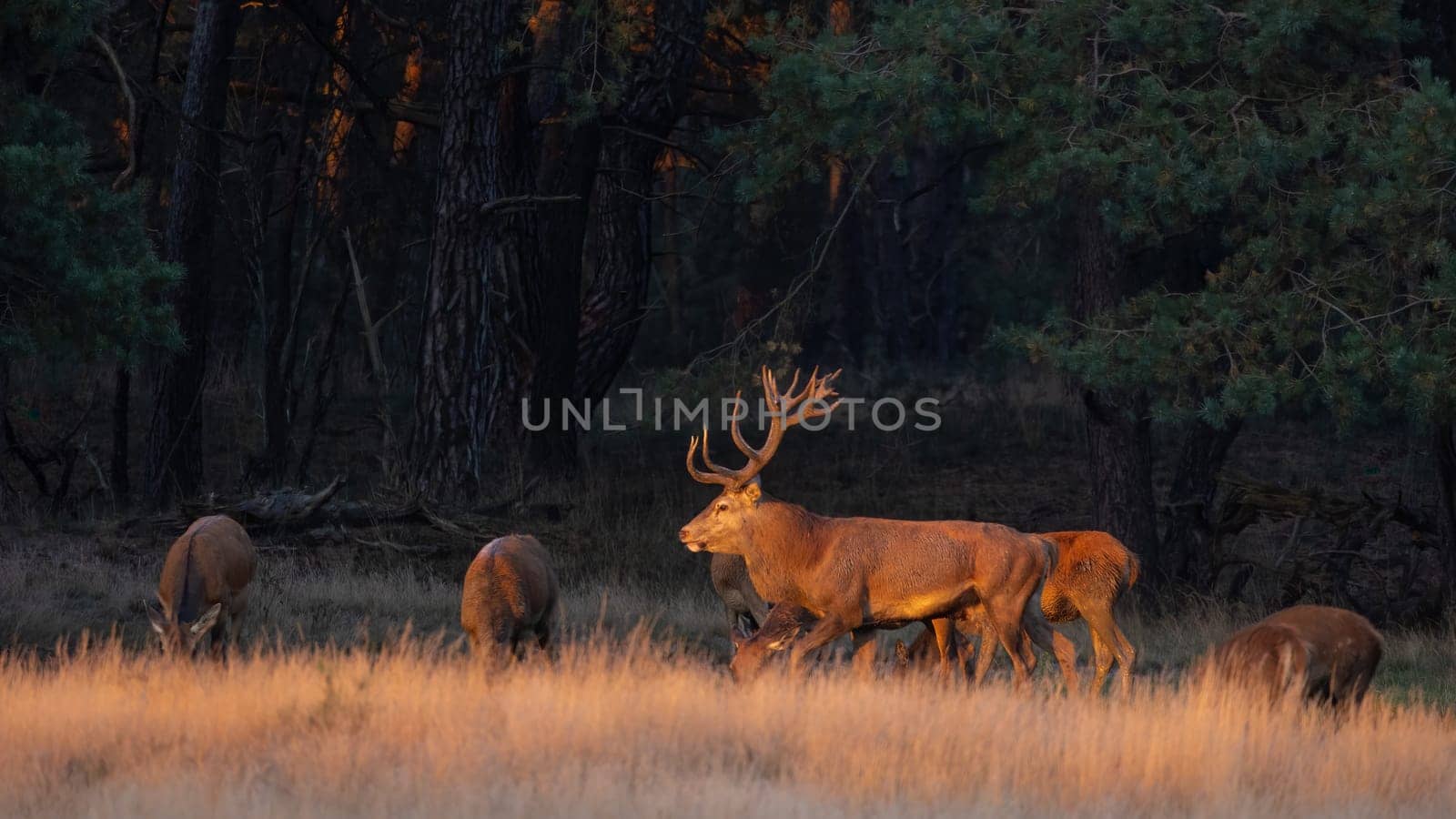 Red deer, cervus elaphus, walking on field with others behind in sunset. Group of mammals grazing on pasture in golden hour. Bunch of stags and hinds moving on meadow.