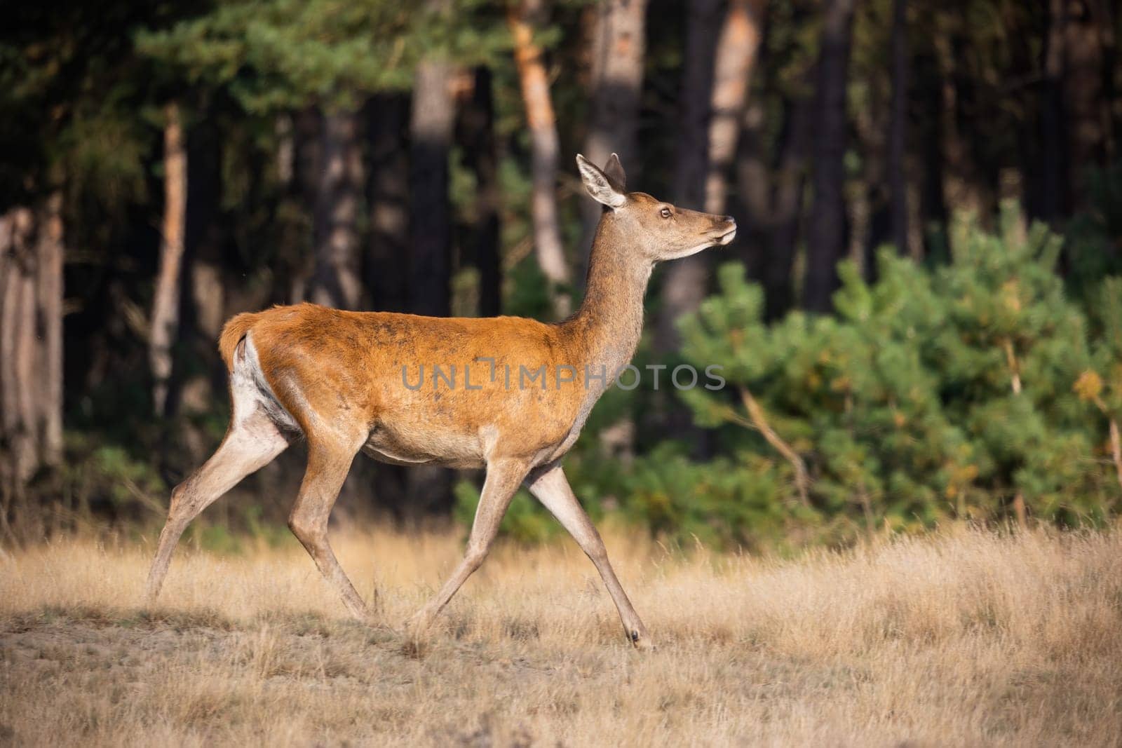 Cautious red deer, cervus elaphus, walking in national park in Netherlands. Hind in motion on dry field in autumn. Female mammal moving on grassland in Hoge Veluwe.