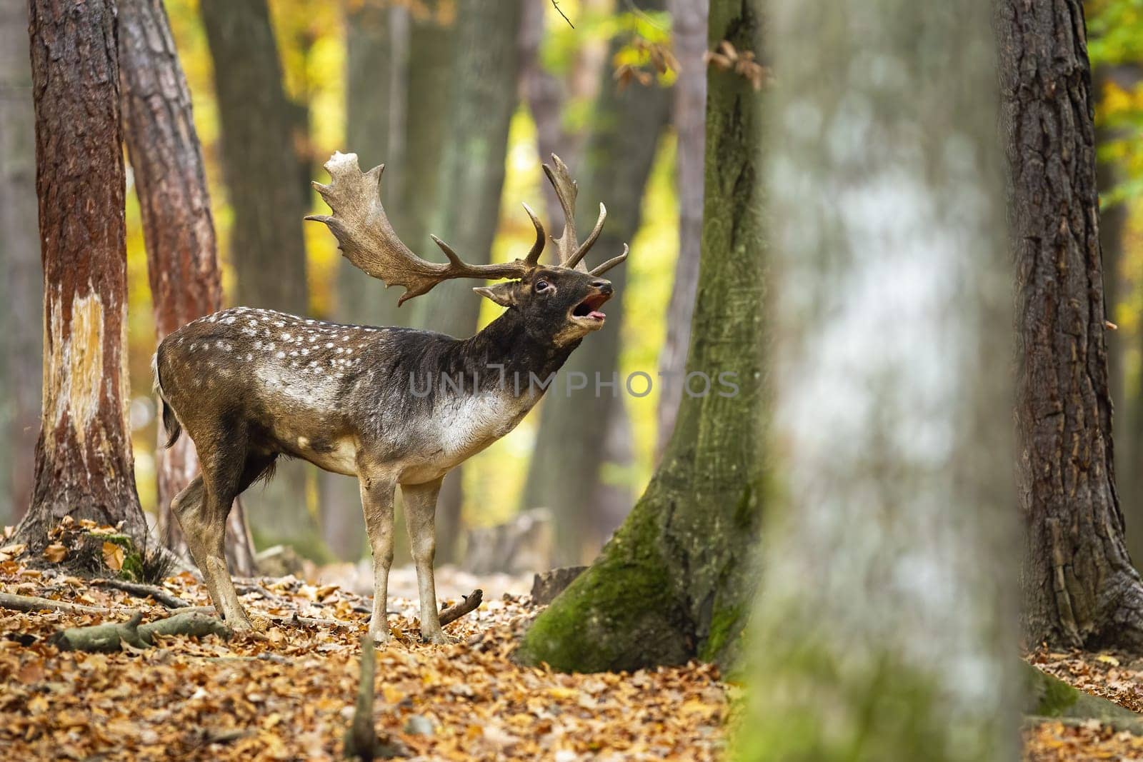 Fallow deer, dama dama, roaring in woodland in autumn color nature. Spotted stag calling in forest in fall. Brown antlered mammal bellowing on foliage.