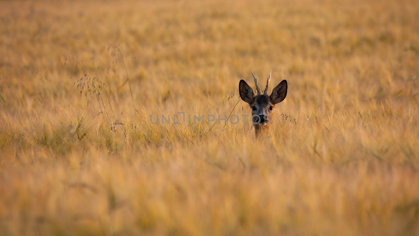 Roe deer, capreolus capreolus, peeking out of the wheat in summer nature. Buck looking to the camera on field in summertime. Male mammal watching on farmland.