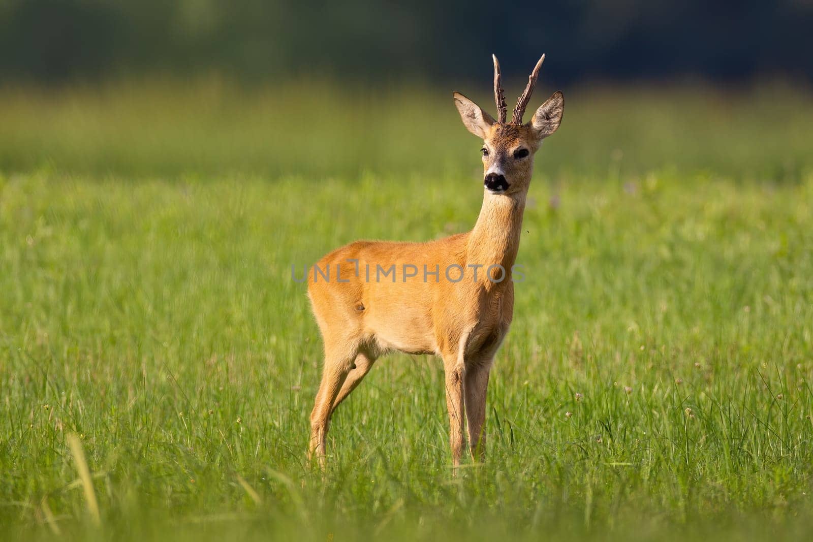 Roe deer, capreolus capreolus, looking on grassland in summertime nature. Antlered mammal standing on green field in summer. Roebuck watching on pasture.