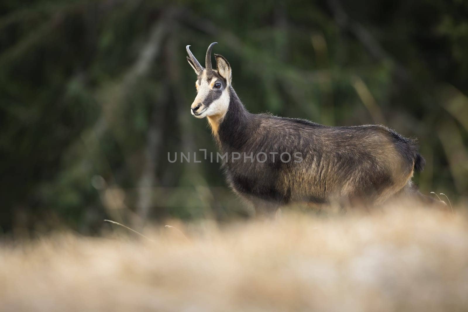 Tatra chamois, rupicapra rupicapra tatrica, standing on an alpine meadow in mountains and looking aside in autumn. Wild animal with horns and dark fur from side view with blurred background.
