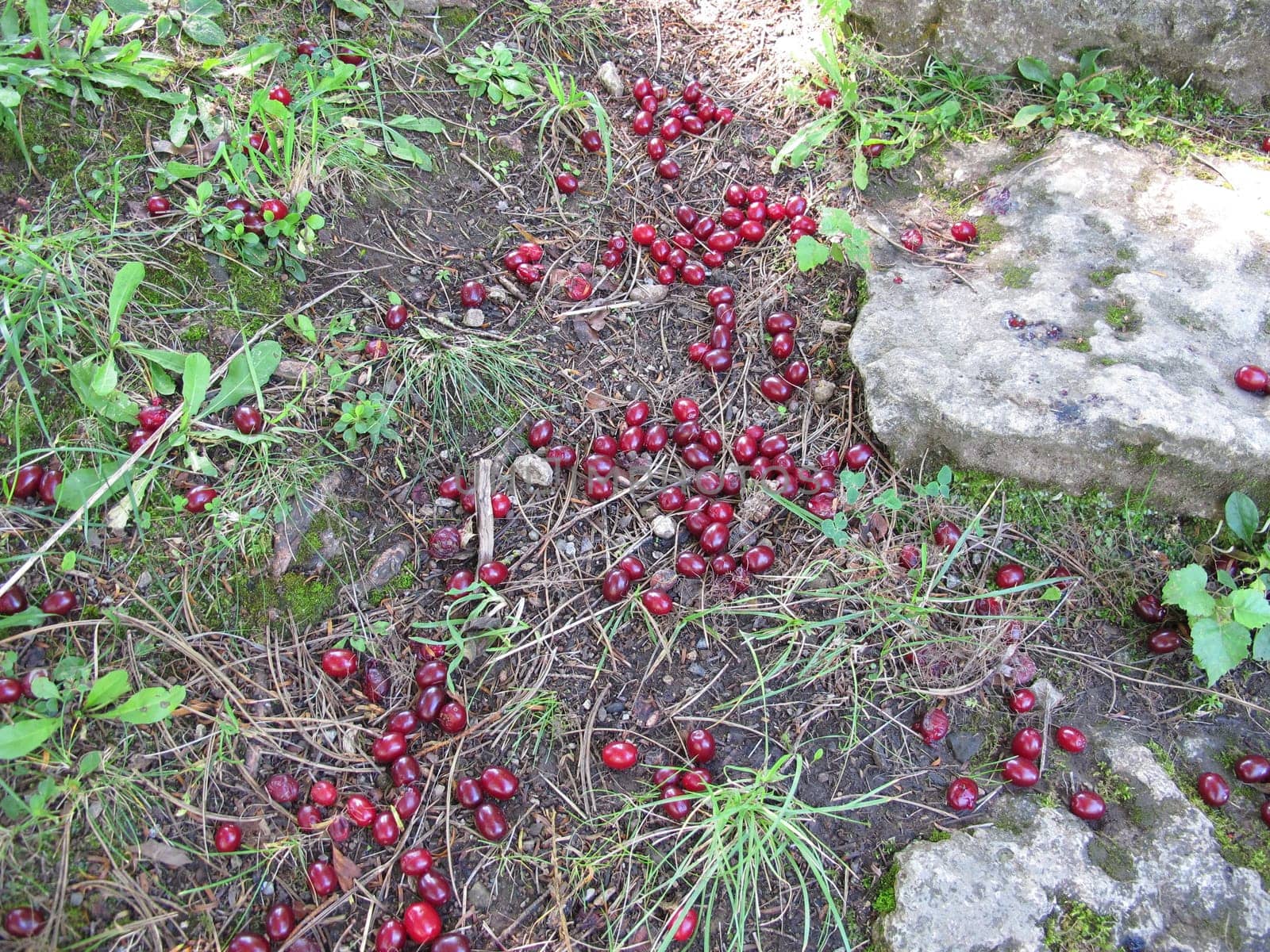 Ripe cornelian cherries fallen from the tree to the ground