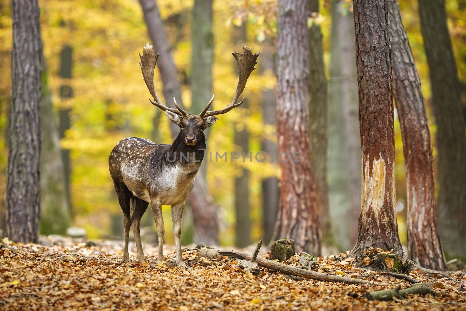 Fallow deer, dama dama, looking to the camera in forest in rutting season. Spotted stag standing on orange foliage in fall. Antlered mammal watching in color woodland.