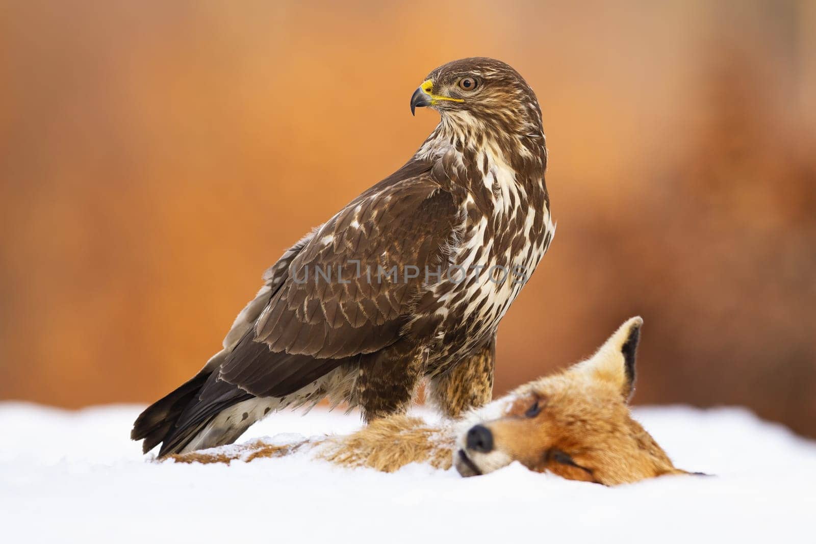 Common buzzard, buteo buteo, guarding prey on snow in winter nature. Bird of prey sitting on dead fox on snowy meadow. Feathered predator observing on killed mammal on white field.