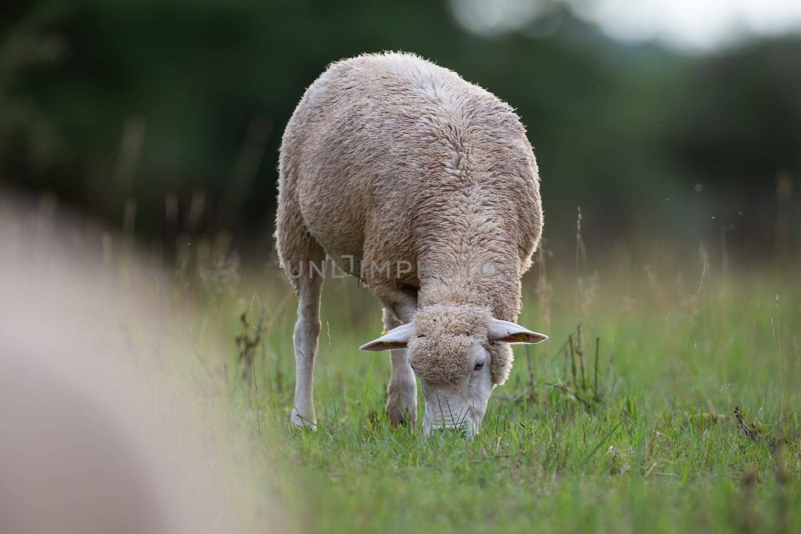 Sheep grazing on green grassland on countryside in spring. White domestic animal eating grass on field in summertime. Mammal with fluffy wool feeding on pasture.