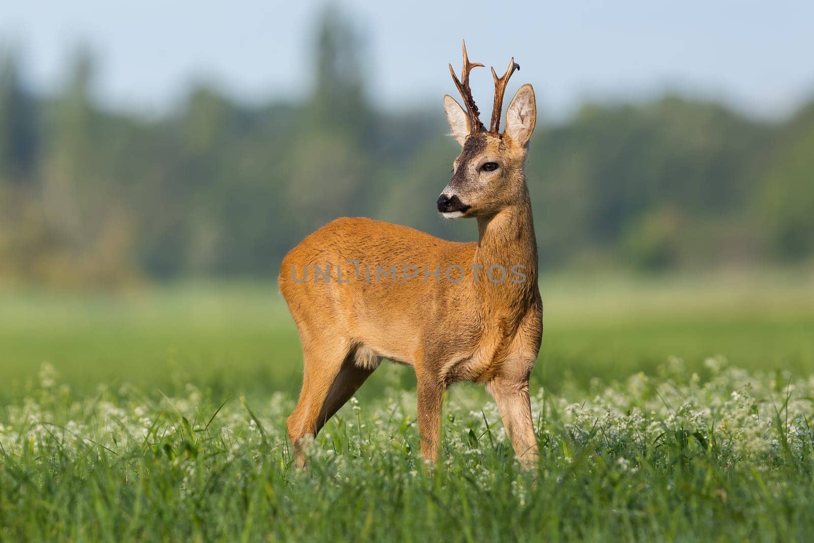 Roe deer, capreolus capreolus, observing over the shoulder on wildflowers. Roebuck with broken antler standing on meadow in summer. Brown mammal watching on green pasture.