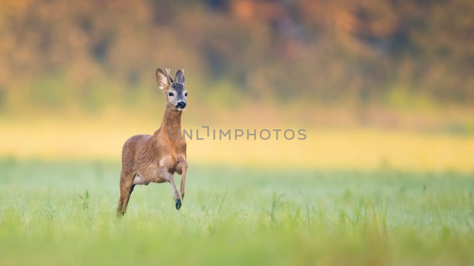 Roe deer, capreolus capreolus, buck running fast on a meadow in summer illuminated by morning sun. Roebuck sprinting fast with copy space and blurred background. Morning scenery with animal wildlife.