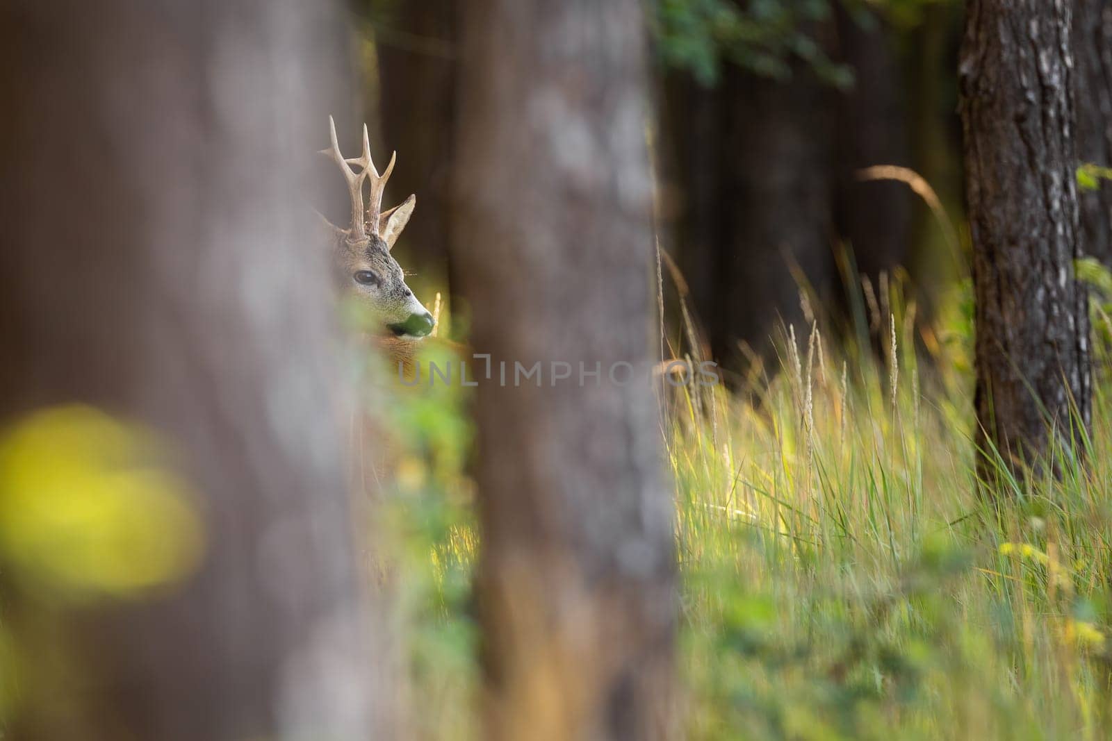 Shy roe deer, capreolus capreolus, buck hiding behind trees in summer forest and looking around. Ruminant observing in green woodland with copy space. Animal wildlife peeking from vegetation.
