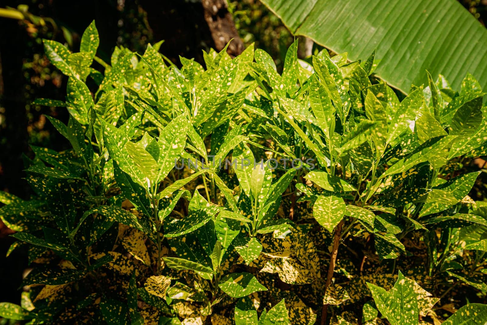 Goa, India. Green Leaves Of Codiaeum Variegatum In Summer Sunny Day.