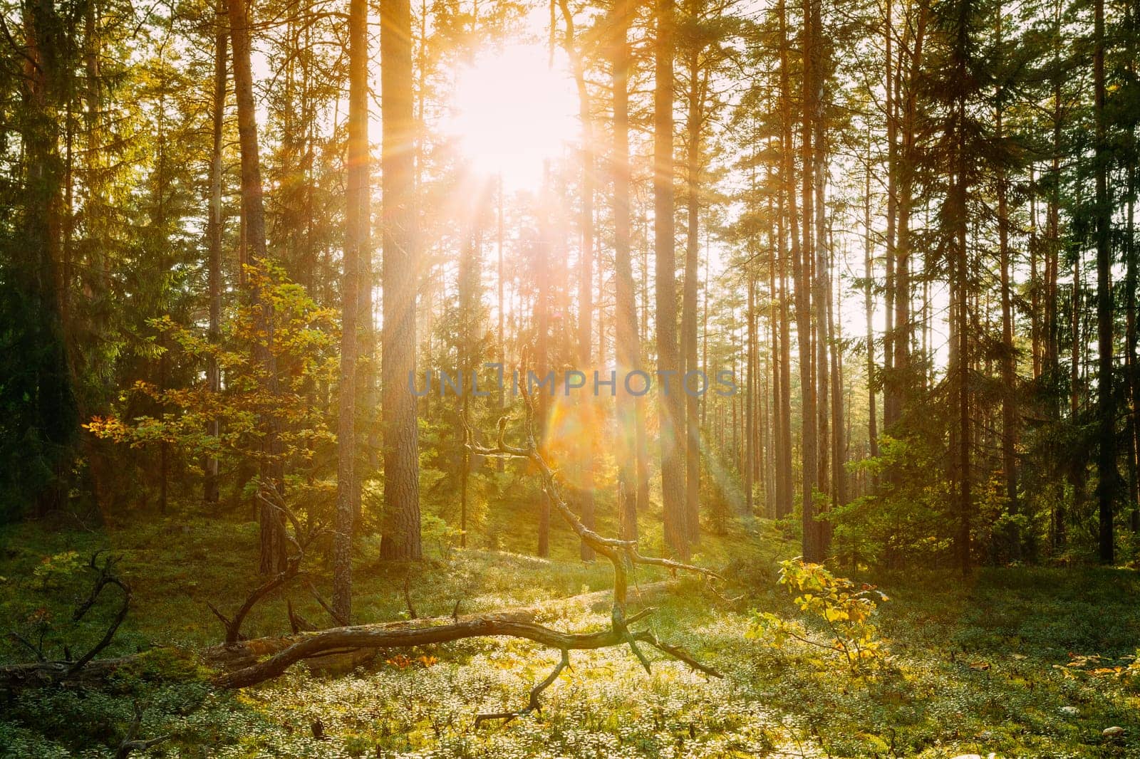 Beautiful Sun Sunshine Above Fallen Old Pine Tree. Sunset Sunrise In Autumn Coniferous Forest. Sun Sunlight Sunbeams  Through Woods In Fall Forest Landscape