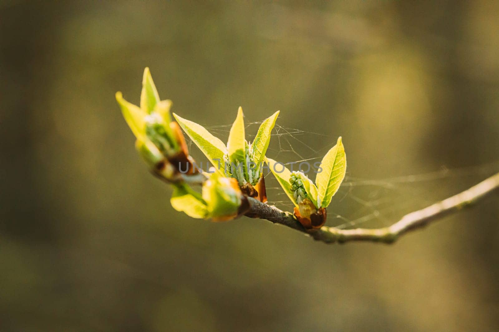 Young Spring Green Leaf Leaves Growing In Branch Of Forest Bush Plant Tree. Young Leaf On Boke Bokeh Natural Blur.