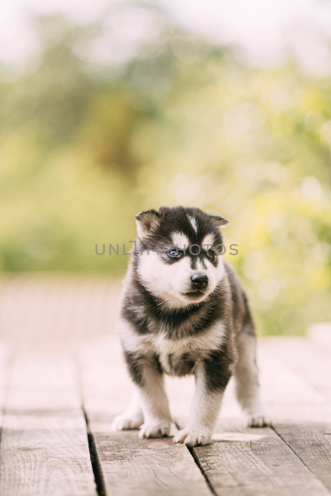 Four-week-old Husky Puppy Of White-gray-black Color Walking On Wooden Floor