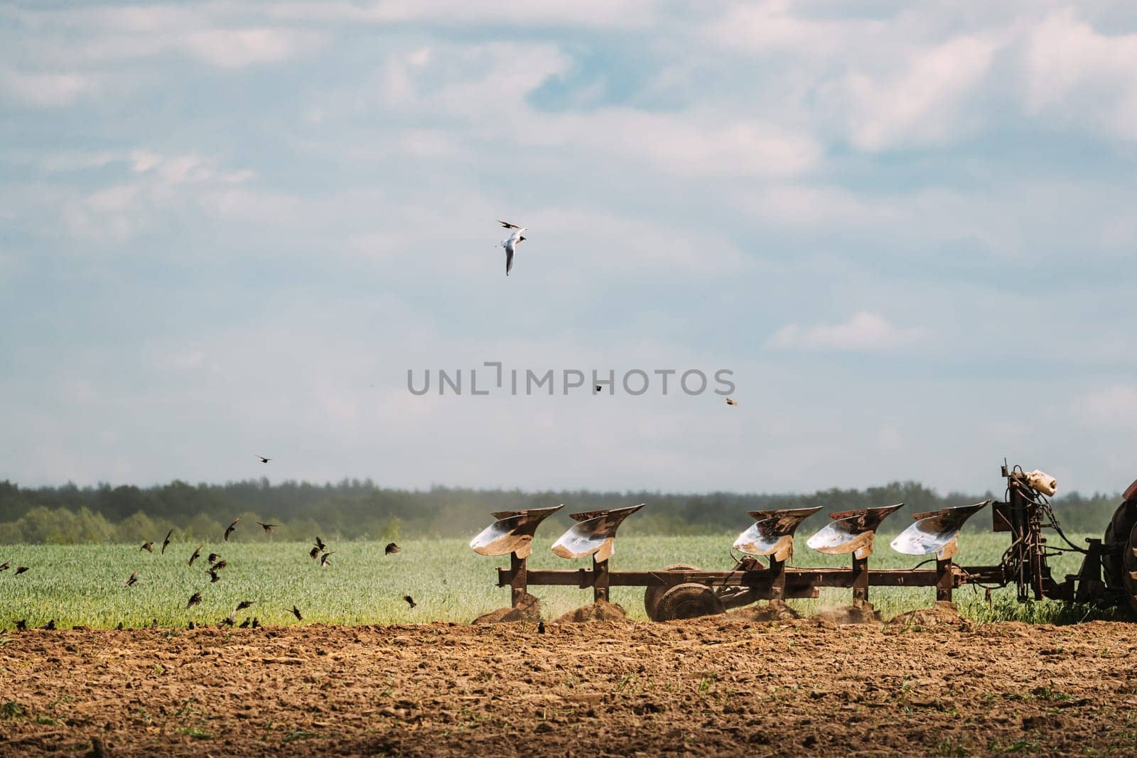 Flock Of Birds Of Seagull Flies Behind Tractor Plowing Field In Spring Season. Beginning Of Agricultural Spring Season.