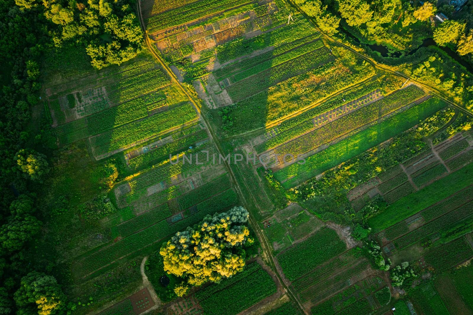 Aerial View Of Vegetable Garden. Potato Plantation At Summer Day. Village Garden Beds.