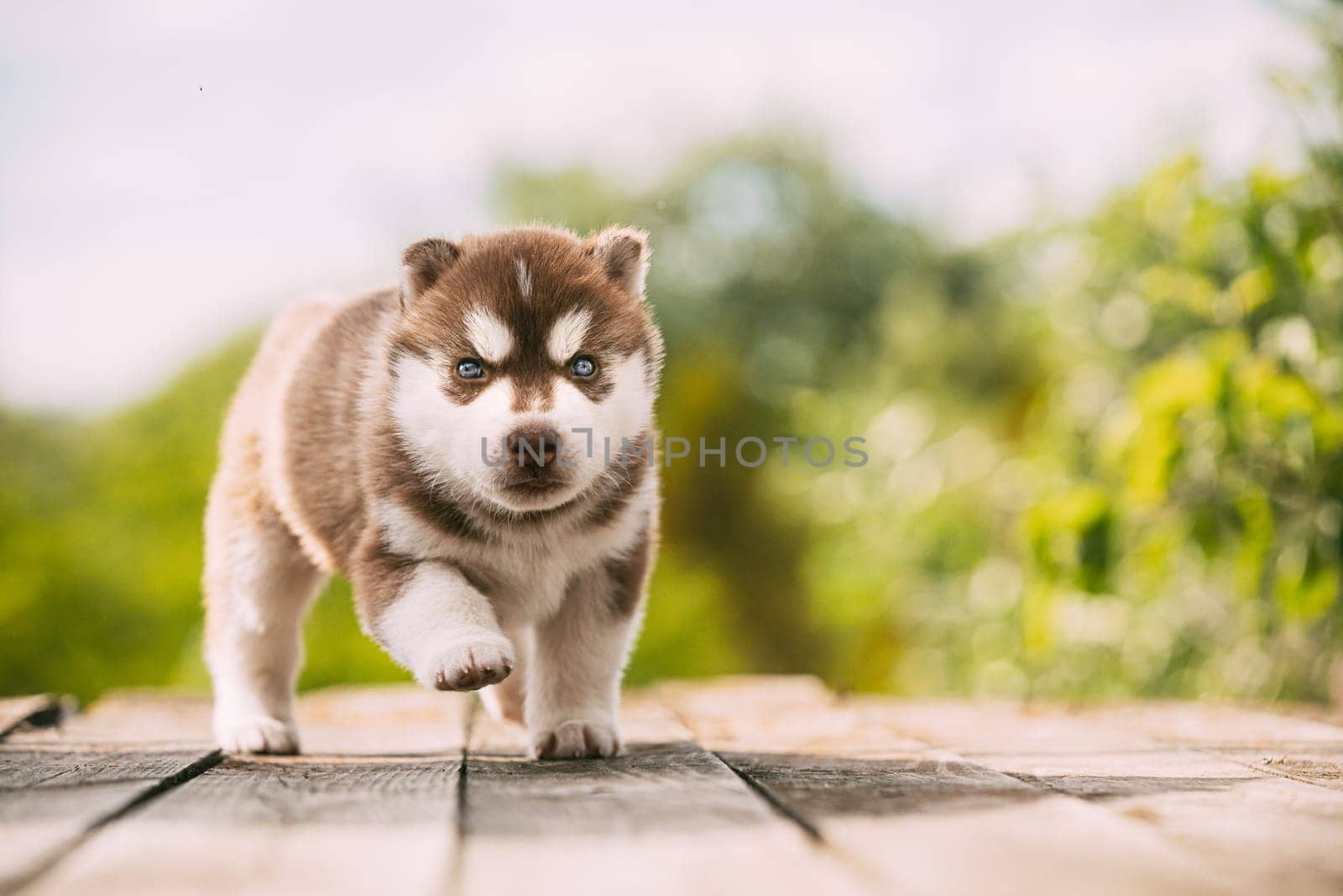 Four-week-old Husky Puppy Of White-brown Color Standing On Wooden Ground