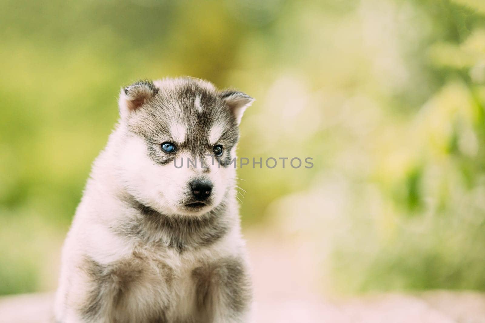 Four-week-old Husky Puppy Of White-gray Color. Close up Portrait