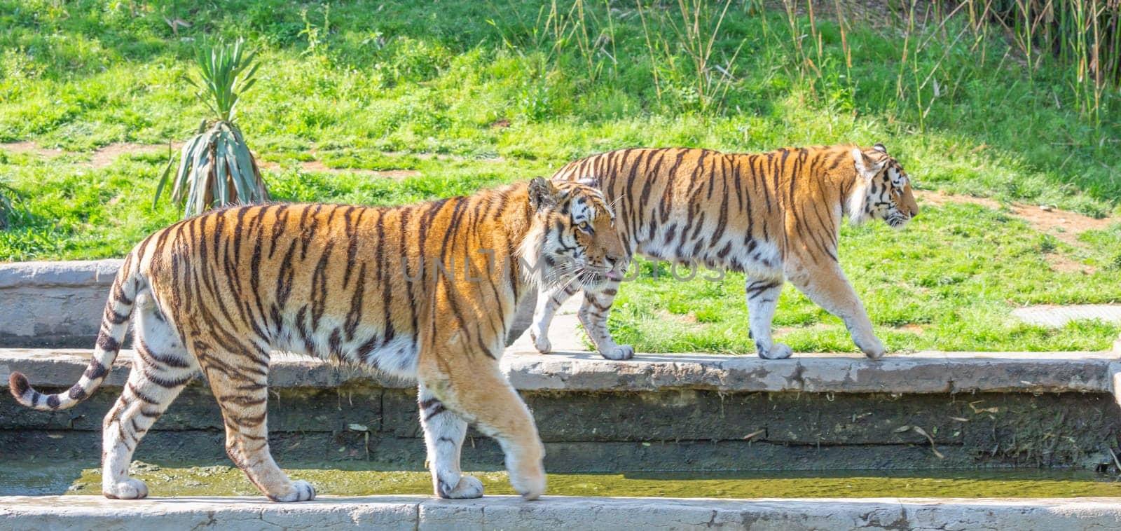 Angry tiger in a wildlife zoo - one of the biggest carnivore in nature.
