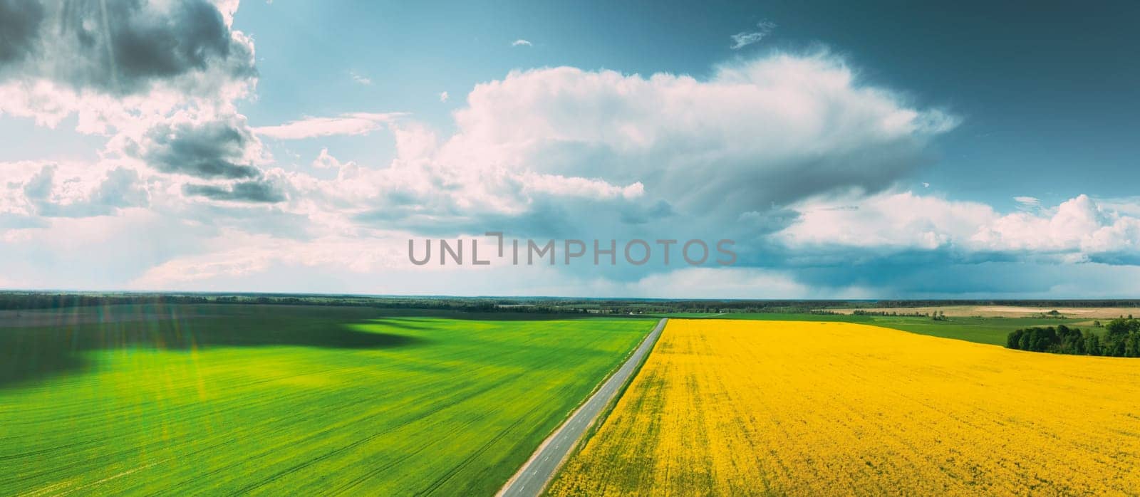 Aerial View Of Agricultural Landscape With Flowering Blooming Rapeseed, Oilseed And Green Wheat In Field In Spring Season. Blossom Of Canola Yellow Flowers. Beautiful Rural Country Road.